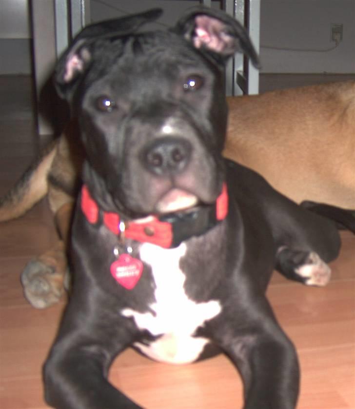 Blanding af racer Dolli - er jeg ikke fin... billede 1