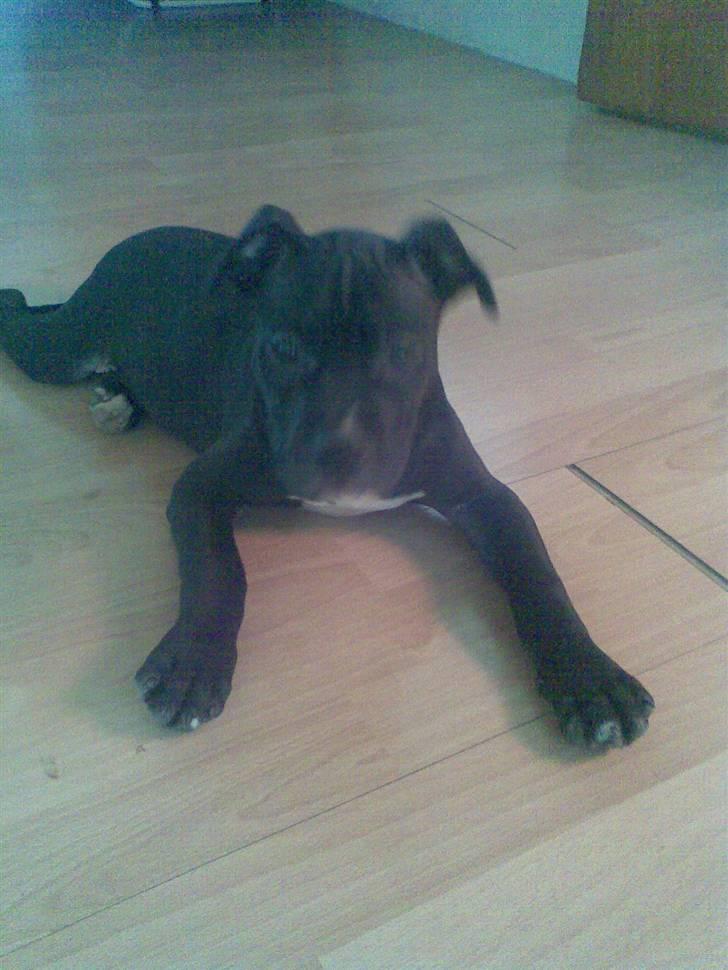 Blanding af racer Dolli - holder øje med dig... billede 2