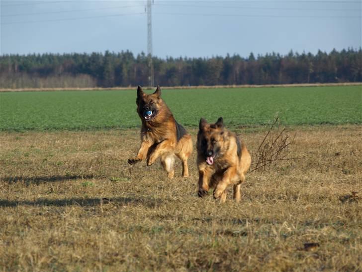 Schæferhund Vicktor [Langhåret] R.I.P - Vicktor i spring. og Gry ved siden af. billede 4