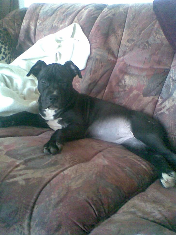 Blanding af racer Dolli - dejlig med en sofa.... billede 3