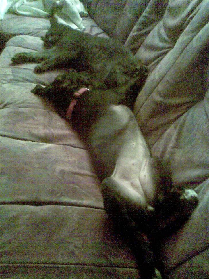 Blanding af racer Dolli - tager lige en slapper... billede 4