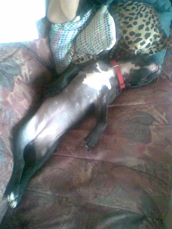 Blanding af racer Dolli - slapper lige på ryggen.... billede 7