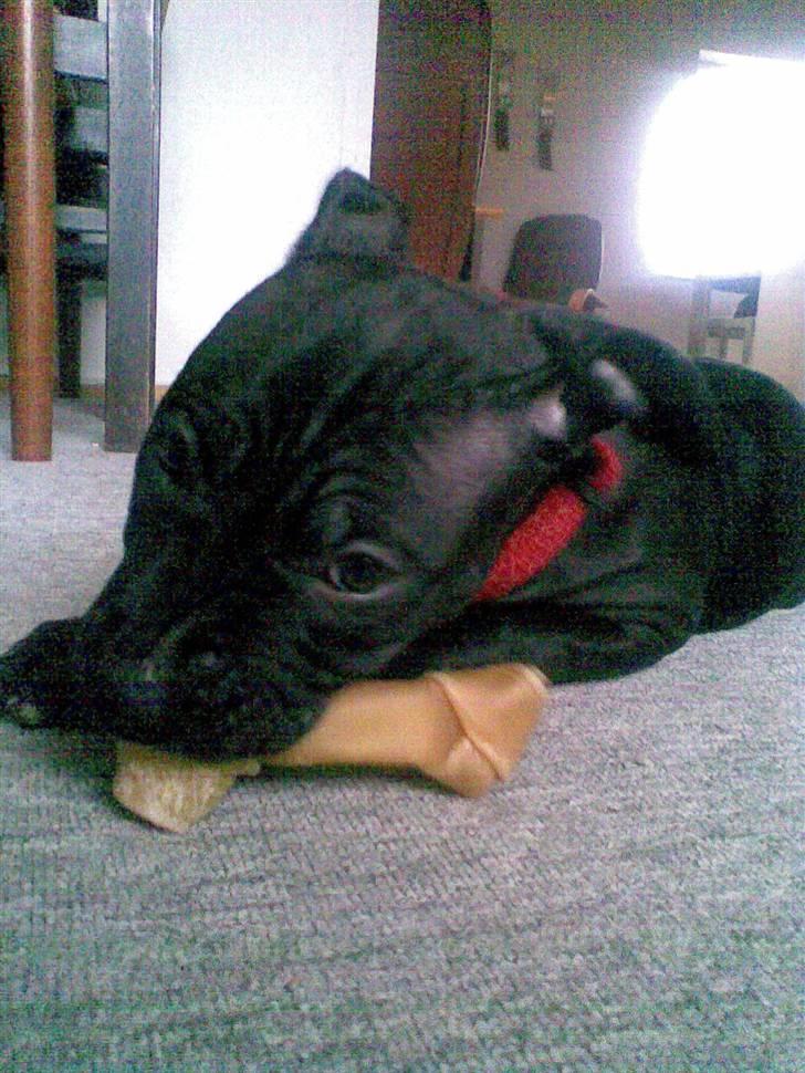 Blanding af racer Dolli - hhmm....... billede 8