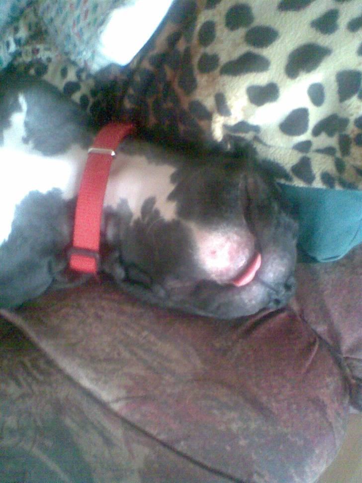 Blanding af racer Dolli - snork snork..... billede 9