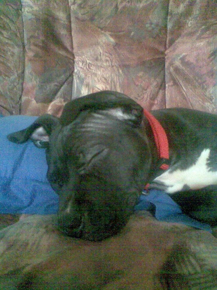 Blanding af racer Dolli - hygger lige......hhmm.... billede 10