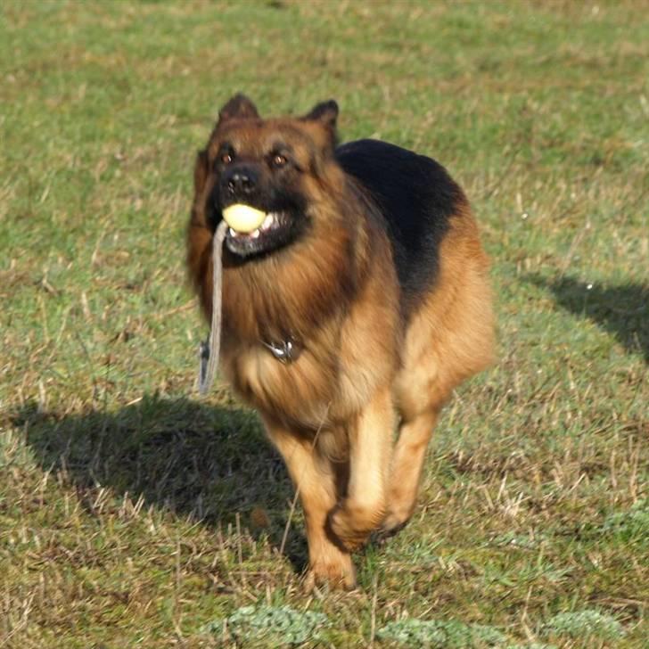 Schæferhund Vicktor [Langhåret] R.I.P - Vicktor med bold. billede 5