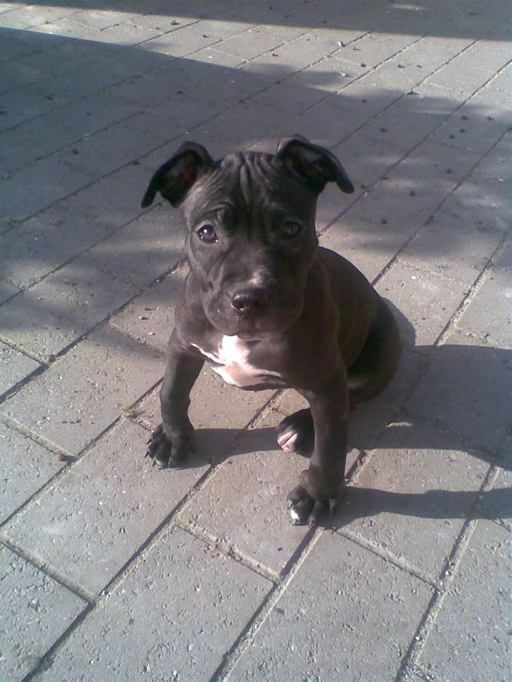 Blanding af racer Dolli - er jeg ikke flot..... billede 12