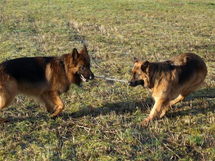 Schæferhund Vicktor [Langhåret] R.I.P - vicktor og gry slås. billede 6