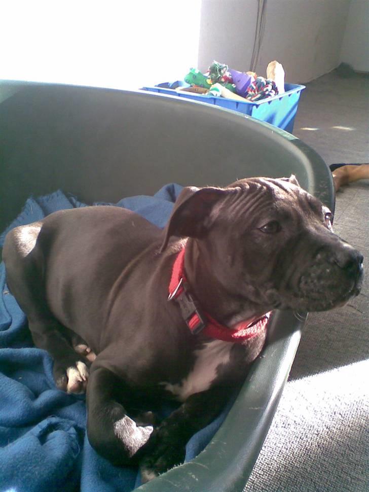 Blanding af racer Dolli - "lille" hund i stor kasse......men vokser..... billede 14