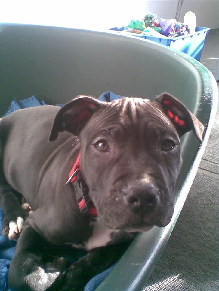 Blanding af racer Dolli - nåå der er du...... billede 15