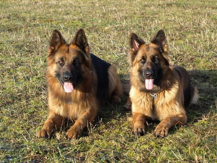 Schæferhund Vicktor [Langhåret] R.I.P - Vicktor og Gry. billede 7