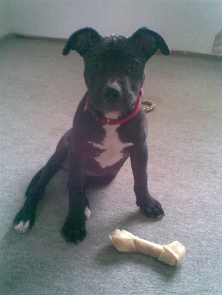 Blanding af racer Dolli - sidder jeg fint nu...... billede 16