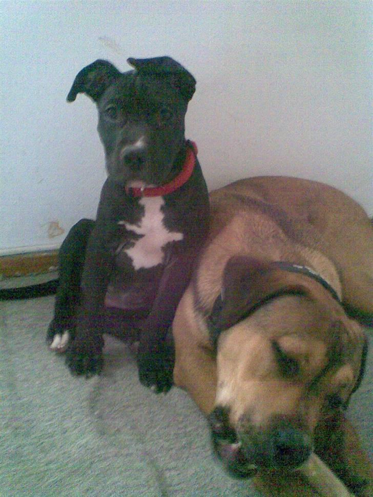 Blanding af racer Dolli - jeg sidder lige op af spike.....god støtte.... billede 17