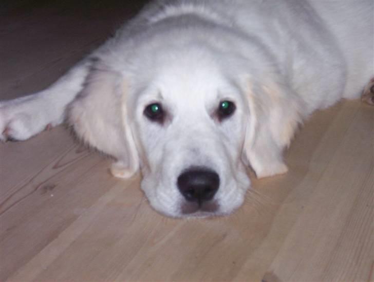 Golden retriever Charlie - hva´ vil du ikke lege med mig (: billede 4