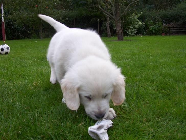 Golden retriever Charlie - ad den stinker ;b billede 5