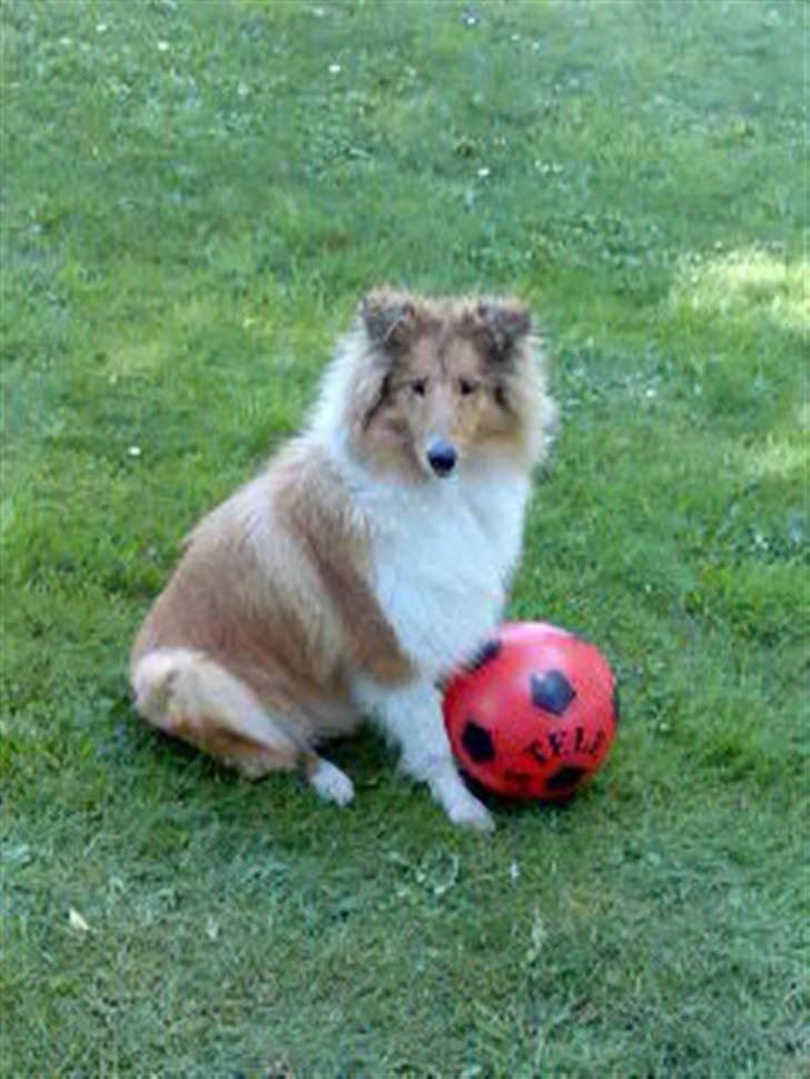 Collie langhåret Molly billede 7