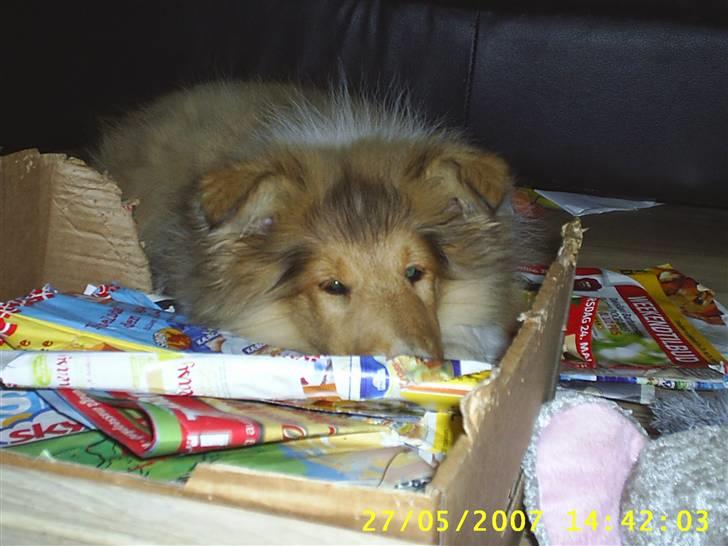 Collie langhåret Molly billede 8