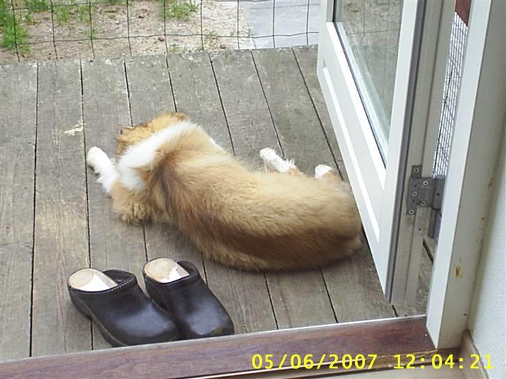 Collie langhåret Molly billede 9