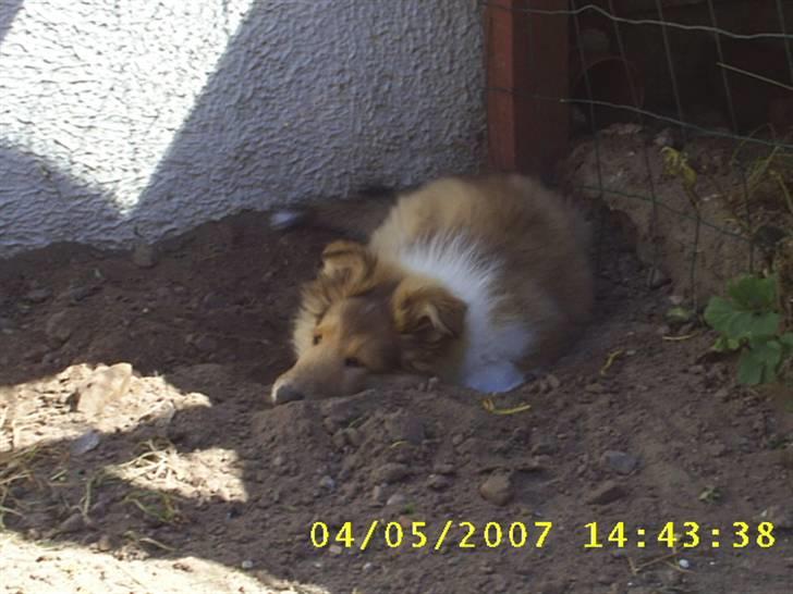 Collie langhåret Molly billede 10