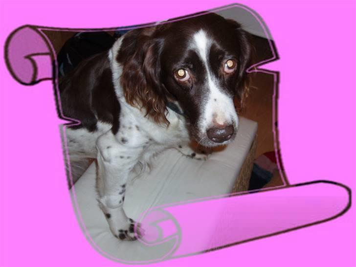 Kleiner münsterländer gina R.I.P :'( billede 20