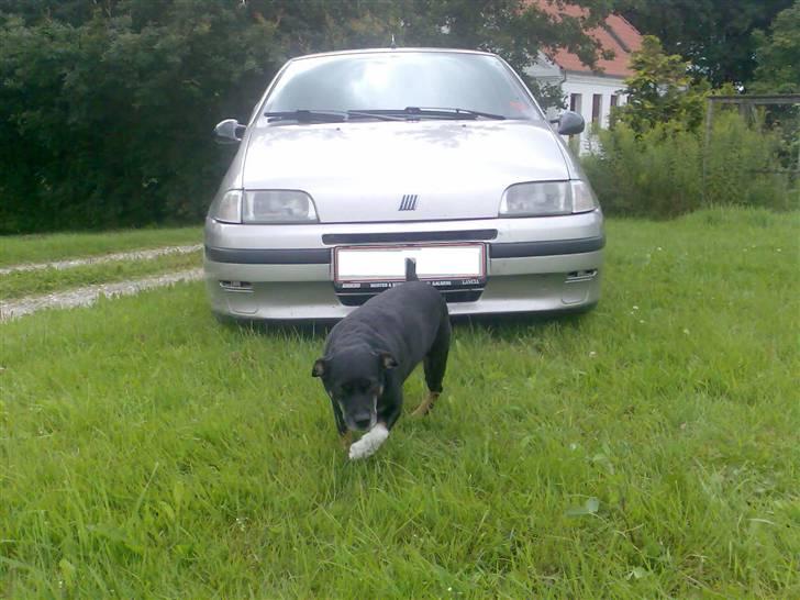 Blanding af racer Jensen - Vovse-hunden løber ind foran kæresten´s punto billede 1