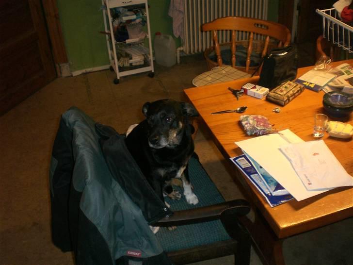 Blanding af racer Jensen - Jensen ynglings stol billede 2