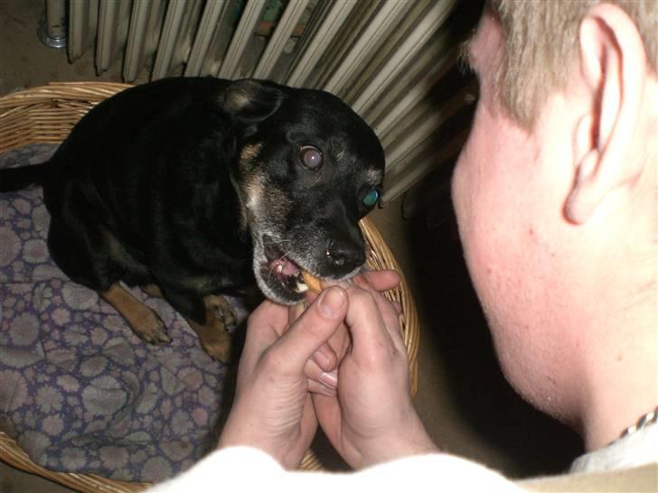 Blanding af racer Jensen - Utrolig madglad billede 3