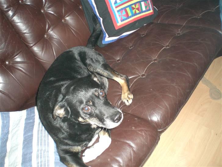 Blanding af racer Jensen billede 4