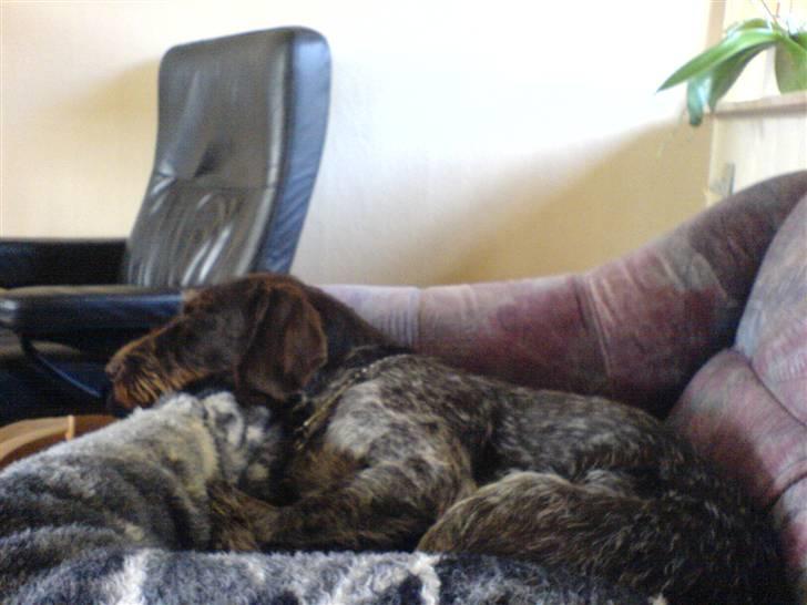 Ruhåret hønsehund Laika - Hih, dejlig blød sofa, det er godt mor ikke er hjemme.! ;b billede 15