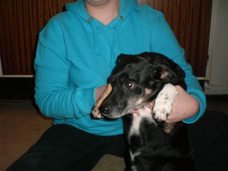 Blanding af racer Jensen - Superhunden billede 6