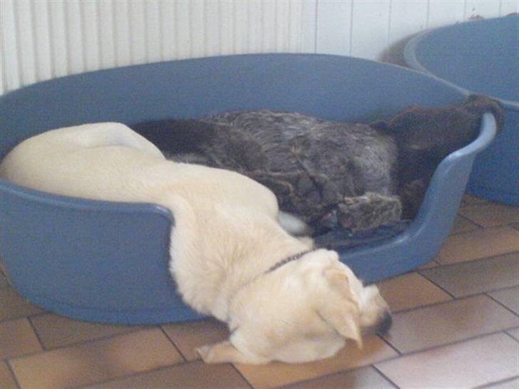 Ruhåret hønsehund Laika - Ahh, det er godt med en lille ´morfar´, hihi . ;b billede 16