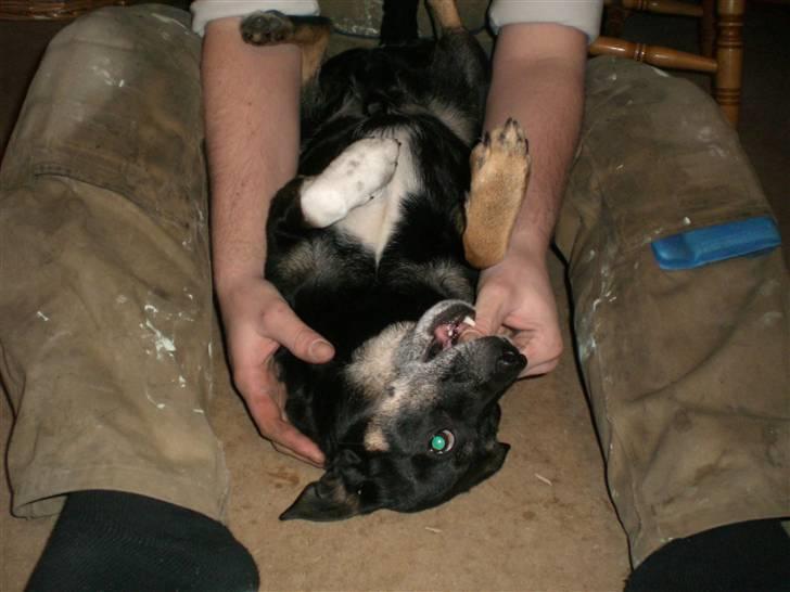 Blanding af racer Jensen - Elsker af sutte på ens tommelfinger billede 7