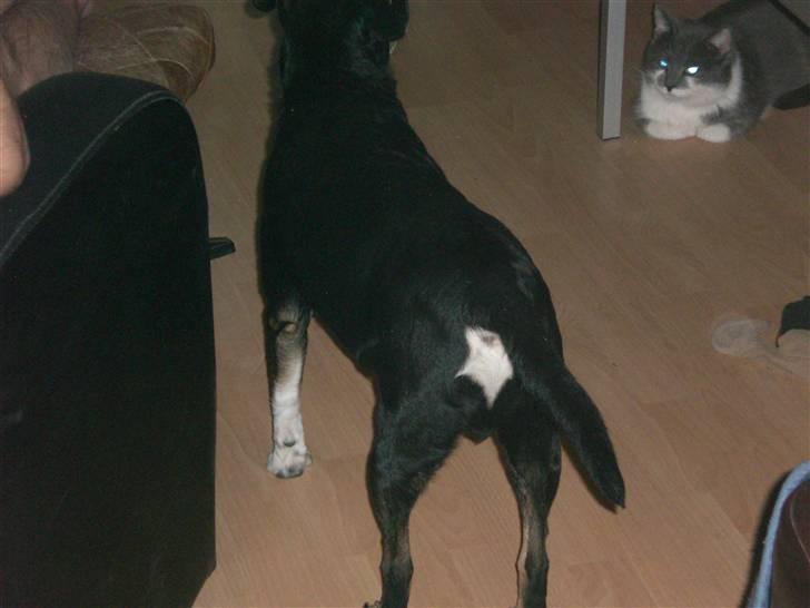 Blanding af racer Jensen - Når enden er go er alting godt billede 9