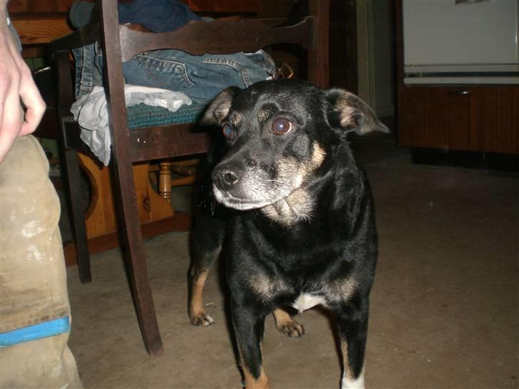 Blanding af racer Jensen billede 10