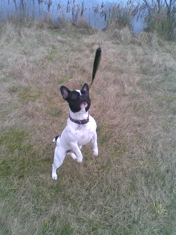 Fransk bulldog Rocky billede 8