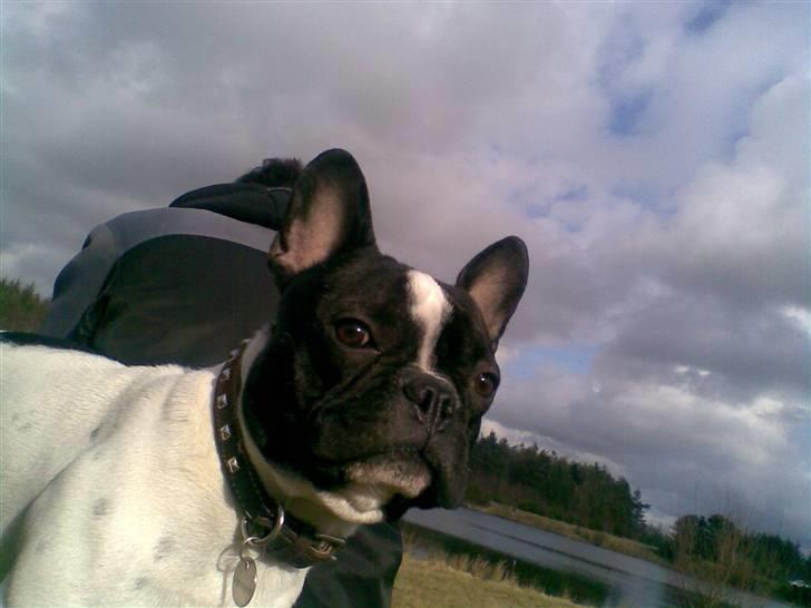 Fransk bulldog Rocky billede 9