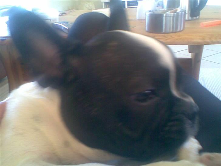 Fransk bulldog Rocky billede 10