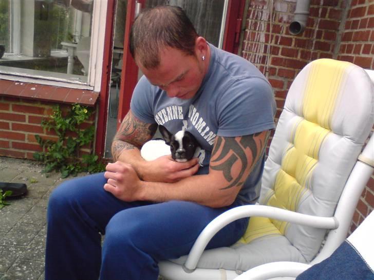 Fransk bulldog Rocky billede 11