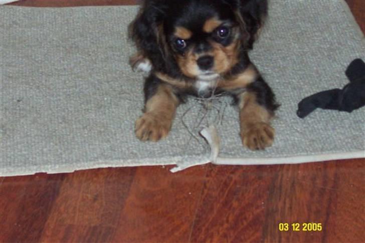 Cavalier king charles spaniel Daisy billede 12