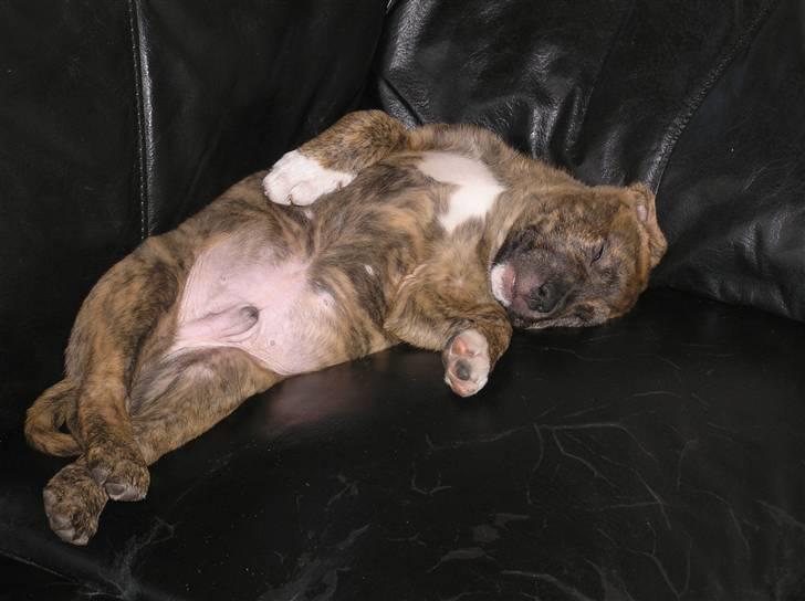 Blanding af racer Tino billede 6