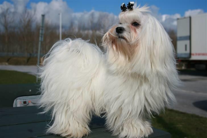 Malteser Matisse billede 1