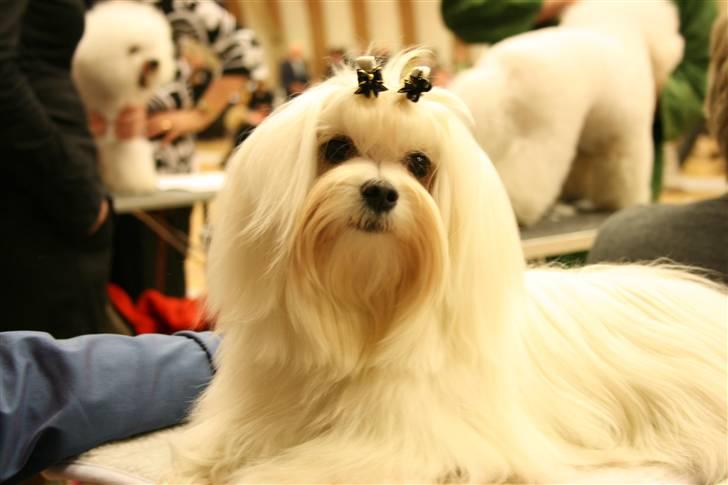 Malteser Matisse billede 2