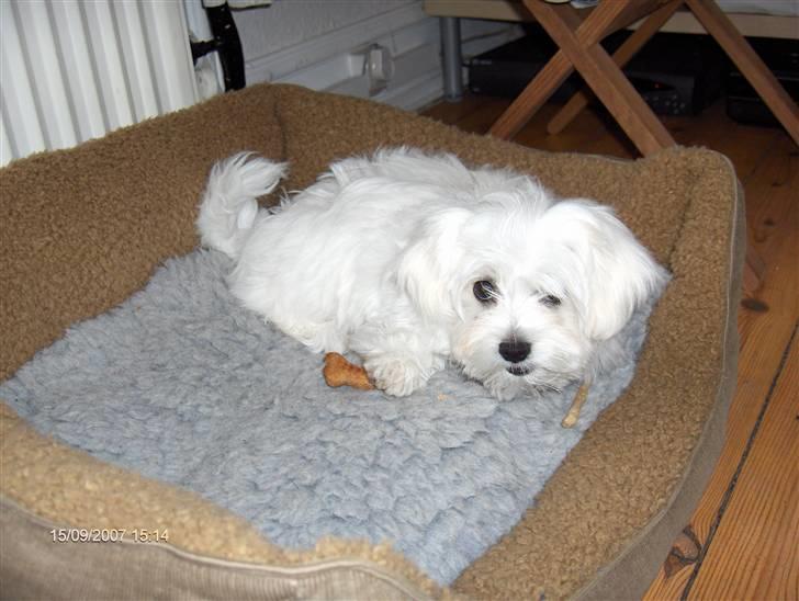 Malteser Matisse billede 3