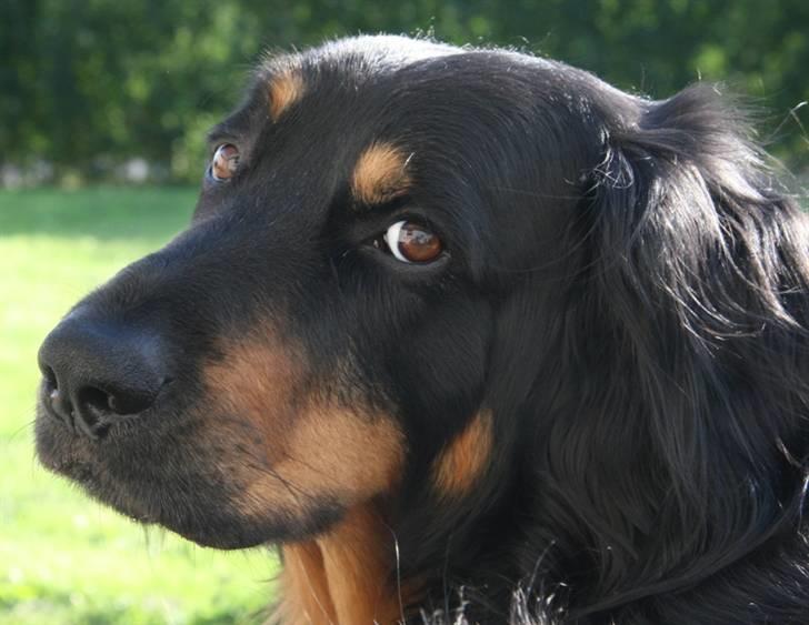 Hovawart Tao - Min smukke Tao med et glimt i øjet ;) billede 15