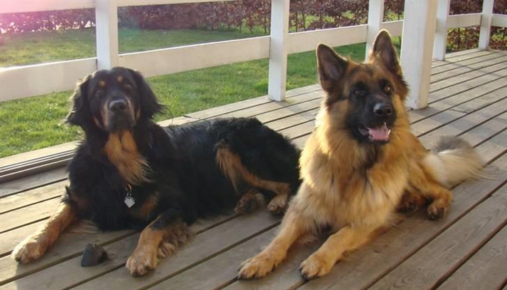 Hovawart Tao - Tao & Yoyo - forskellige med et nuttet par :) billede 16