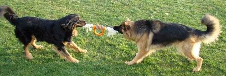 Hovawart Tao - Så skal der hiiiiiives... billede 17