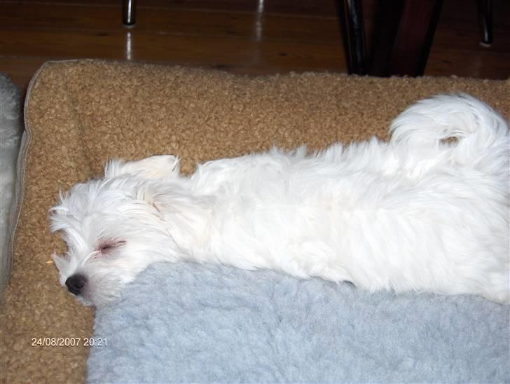 Malteser Matisse billede 4