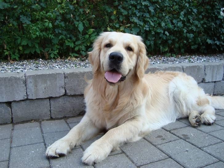 Golden retriever Sheik billede 1