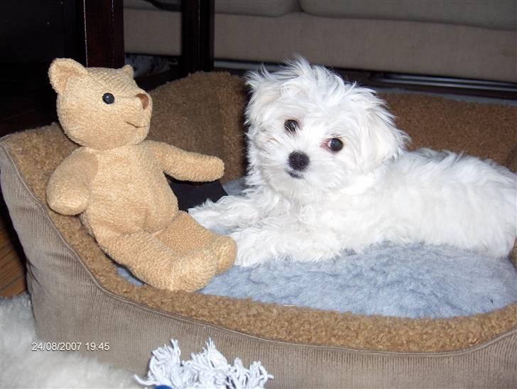 Malteser Matisse billede 5