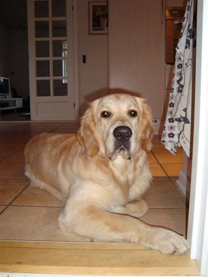 Golden retriever Sheik billede 2